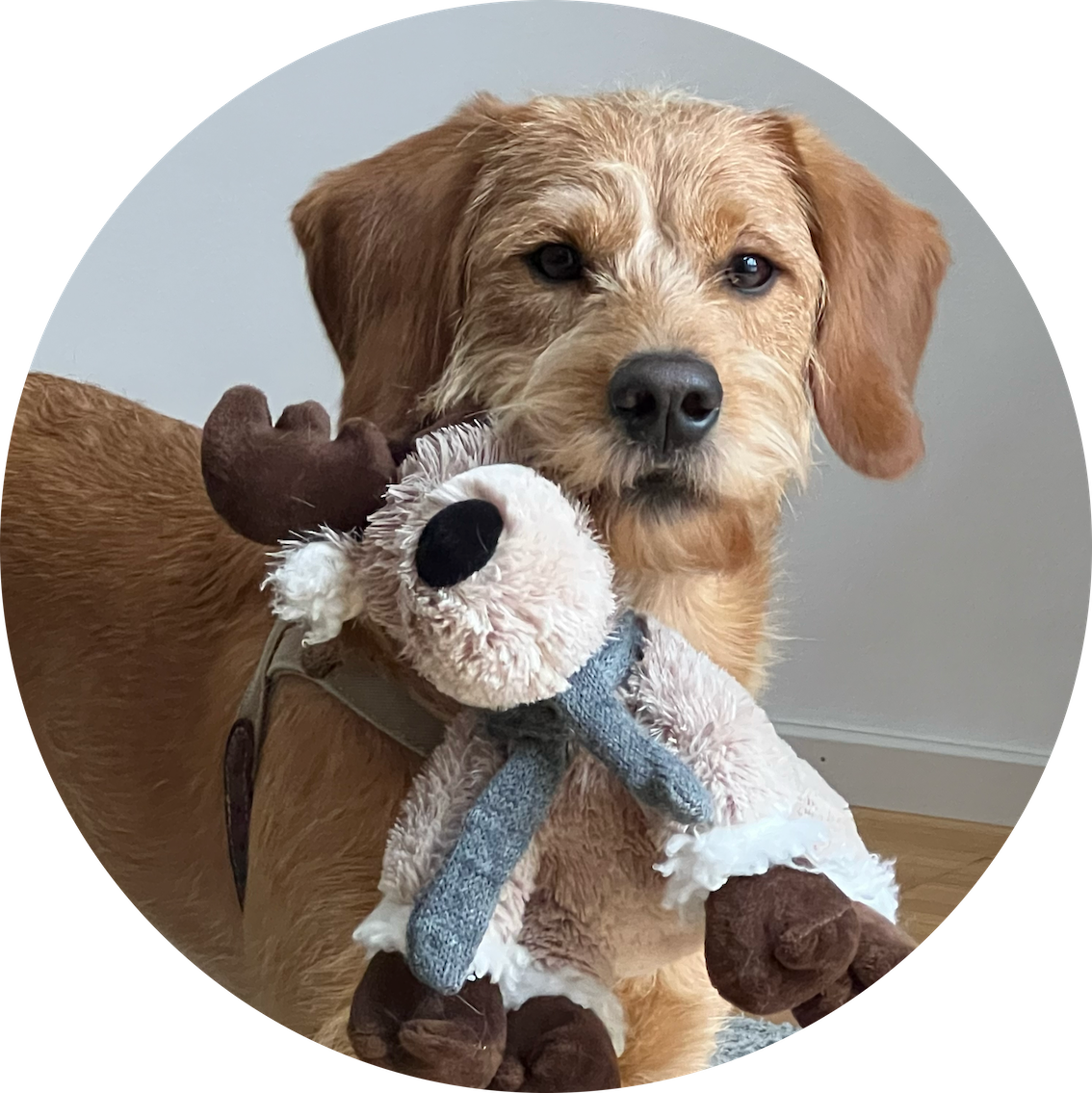 Freddie, der Mediationspraxishund
