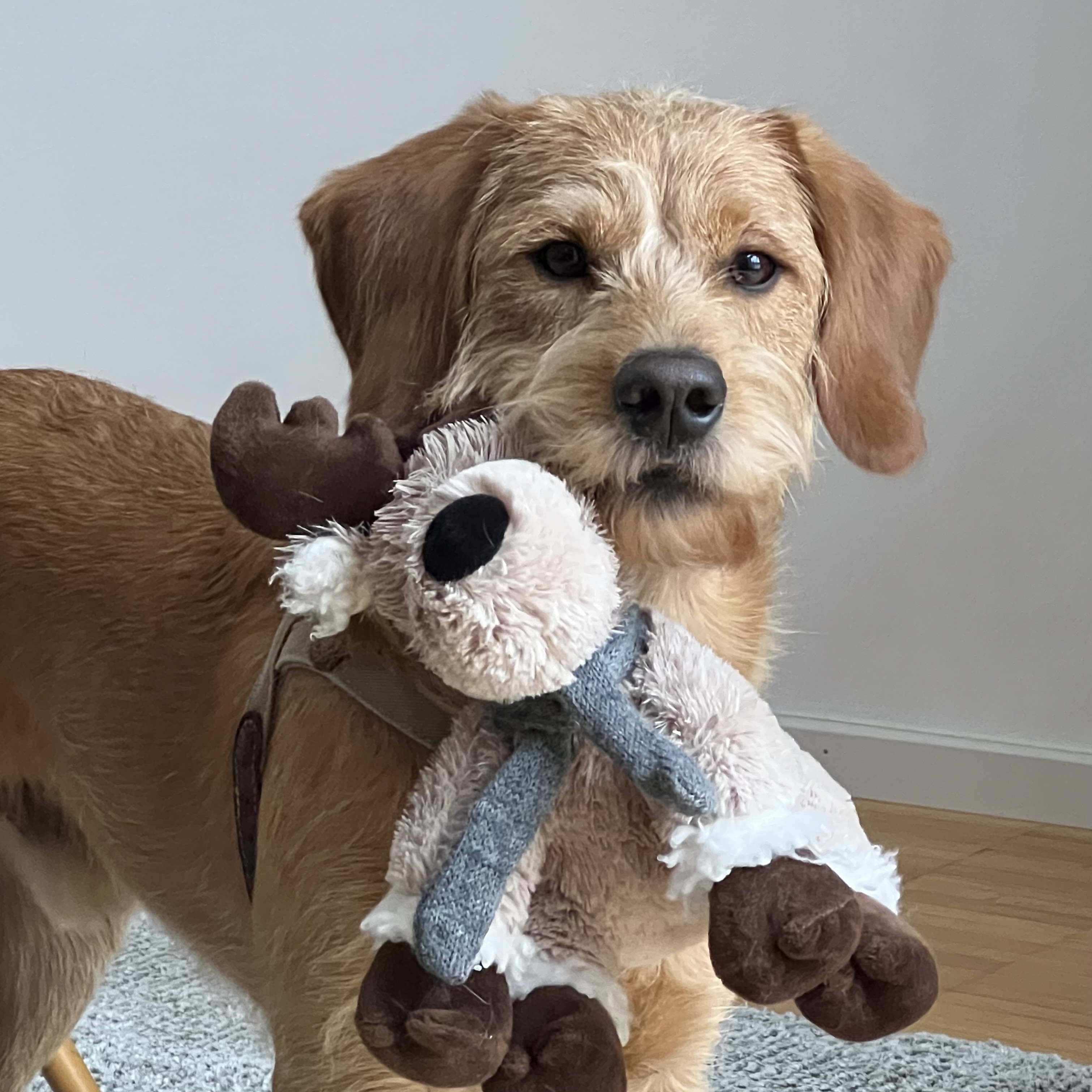Freddie der Praxishund